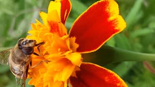 Bezig bijtje in actie