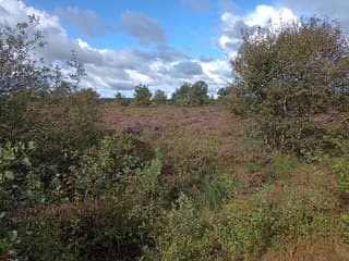 Bloeiende heide in Lippenhuizen