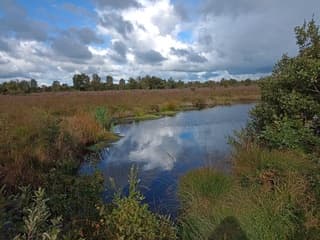 De heide in Lippenhuizen
