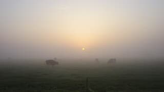 Ochtendmist, koeien en zonsopgang 