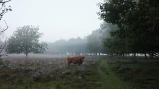 Schotse Hooglander in de ochtendmist 