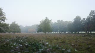 Dauw, heide en ochtendmist 