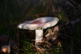 Paddenstoel in ochtendzon