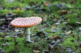 Paddenstoel in herfstbladeren 