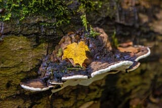 Herfstig elfenbankje