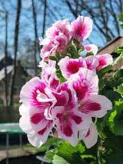 Mooie roze witte bloem