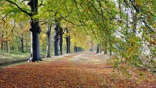 Prachtig zacht licht en schitterende herfstkleuren in het bos 