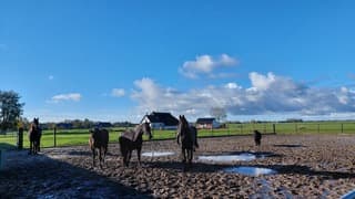 Prachtig weer Friesland 