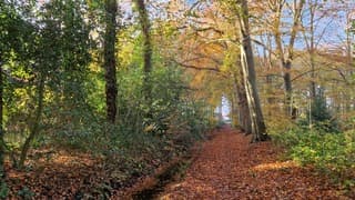 Herfstkleuren in Drenthe 