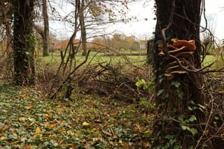 Paddestoelen in het bos