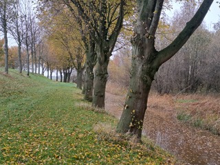 Herfst aan de dijk