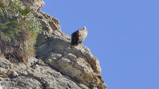 Vale gier in de zon bij Caminito del Rey 