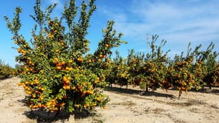 Zonnig dunne sluierwolkjes en blauwe lucht 