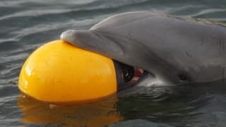 Geen last van het koude water, alleen maar spelen!