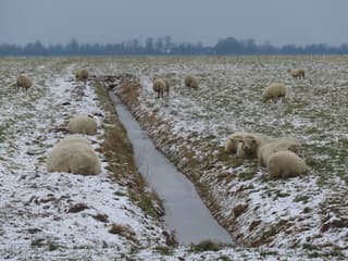 Schapen