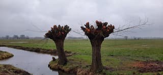 DE WILGEN ZIJN GEKNOT. HET VOORJAAR KAN BEGINNEN 