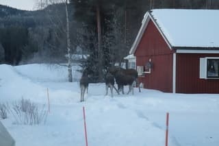 Elanders