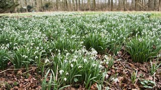 sneeuwklokjes volop in bloei