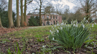 sneeuwklokjes volop in bloei