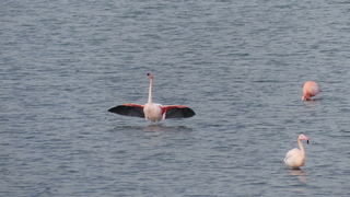Flamingo