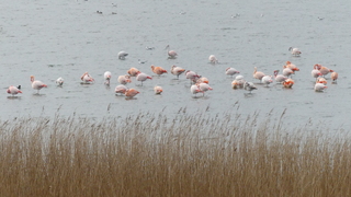 Flamingo