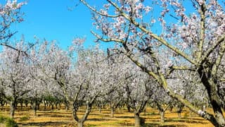 Staalblauwe lucht uitbundig bloeiende amandelbloesem