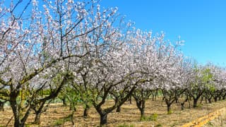 Staalblauwelucht uitbundig bloeiende amandelbloesem