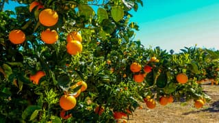 Zonovergoten staalblauwe lucht sinaasappelboomgaard