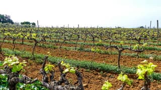 Jong groen blad aan de uitlopende wijnranken 