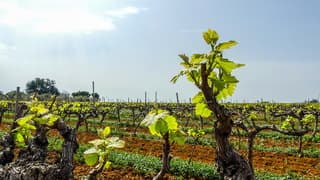 Jong groen blad aan de uitlopende wijnranken 
