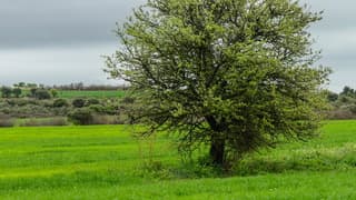 Laaghangende bewolking tot half de middag droger