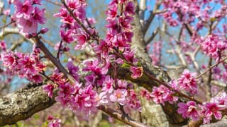 Prachtig donkerroze bloeiende perzikbloesem