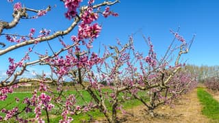 Prachtig donkerroze bloeiende perzikbloesem