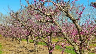 Prachtige donkerroze bloeiende perzikbloesem