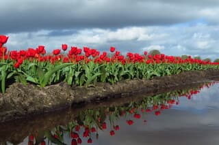 Hollandse luchten, Hollandse tulpen