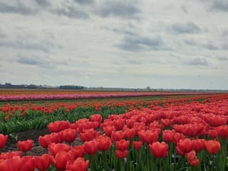 Tulpenveld bij Volkel