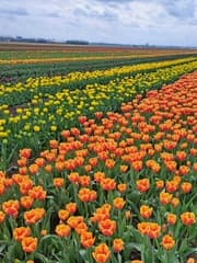 Prachtig tulpen veld bij Volkel. 