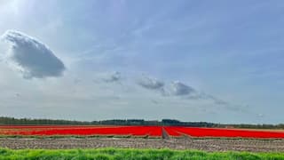Ook DIT is Drenthe…prachtige tulpenvelden.