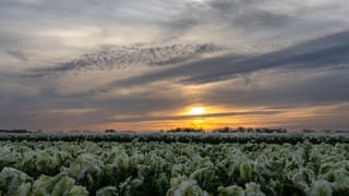 prachtige "bloemkool" tulp