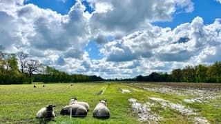 De schapen genieten van het zonnetje.