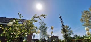 Tulpen in de zon