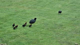 Meerkoet met 6 jongen
