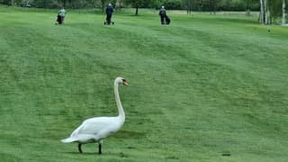 Zwaan op golfbaan