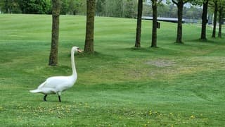Zwaan op golfbaan-2