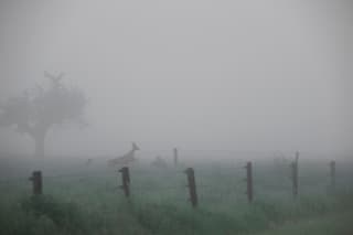 Een sprong in de mist