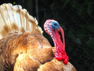 een heel bijzonder beest zo'n kalkoen.