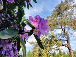 RHODODENDRONBLOEM WOLKENLUCHT  