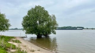 Hoge waterstand in de Waal 