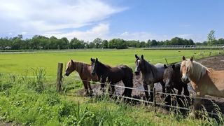 Zonnig in de middag 