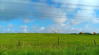 Als er 1 schaap ........